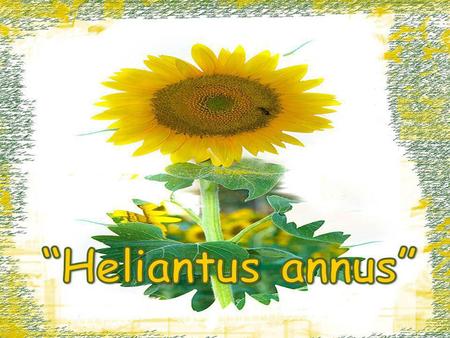 “Heliantus annus”.