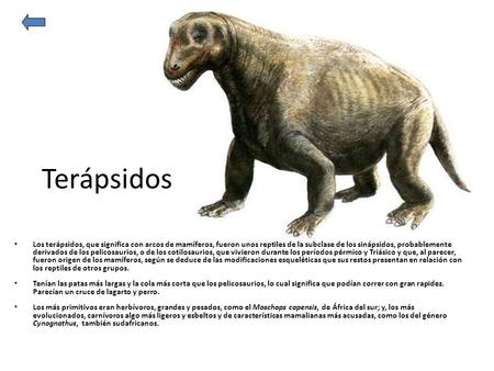 Terápsidos Los terápsidos, que significa con arcos de mamíferos, fueron unos reptiles de la subclase de los sinápsidos, probablemente derivados de los.