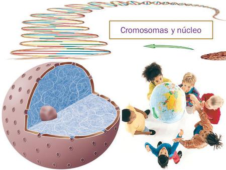 Cromosomas y núcleo Cromosomas y núcleo.