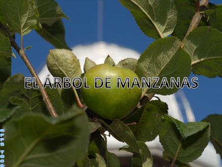 EL ÁRBOL DE MANZANAS ©PPS TOC®.
