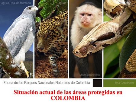 Situación actual de las áreas protegidas en COLOMBIA