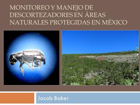 Monitoreo y Manejo de Descortezadores en Áreas Naturales Protegidas en México Jacob Baker.