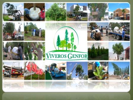 ¿Quiénes somos? VIVEROS GENFOR es una empresa dedicada a la producción de árboles urbanos medianos y grandes de las 100 especies más idóneas en envase.