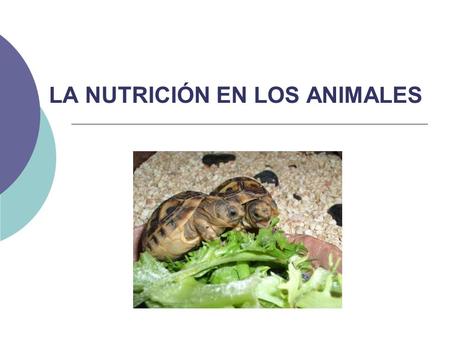 LA NUTRICIÓN EN LOS ANIMALES