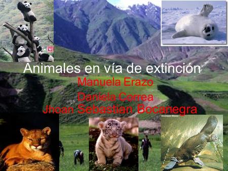 Animales en vía de extinción