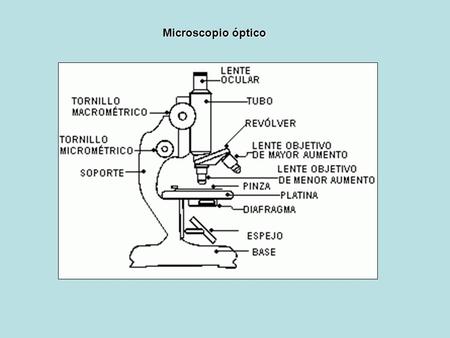 Microscopio óptico.