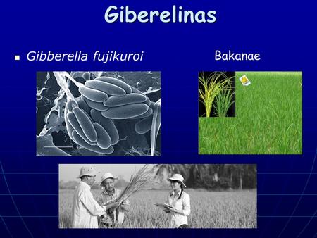 Giberelinas Gibberella fujikuroi Bakanae.