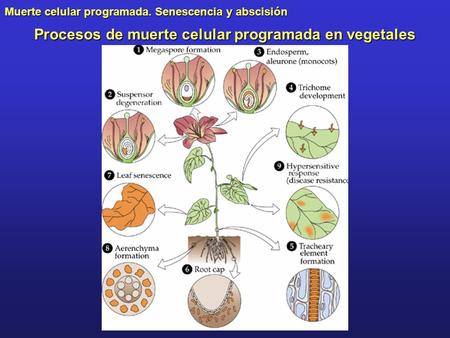 Procesos de muerte celular programada en vegetales