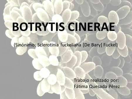 BOTRYTIS CINERAE (Sinónimo: Sclerotinia fuckeliana [De Bary] Fuckel)