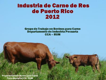 Proyecto Ganado Bovino para Carne Finca Montaña CCA - RUM