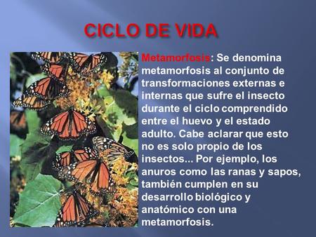 CICLO DE VIDA Metamorfosis: Se denomina metamorfosis al conjunto de transformaciones externas e internas que sufre el insecto durante el ciclo comprendido.