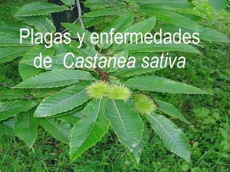 Plagas y enfermedades de Castanea sativa