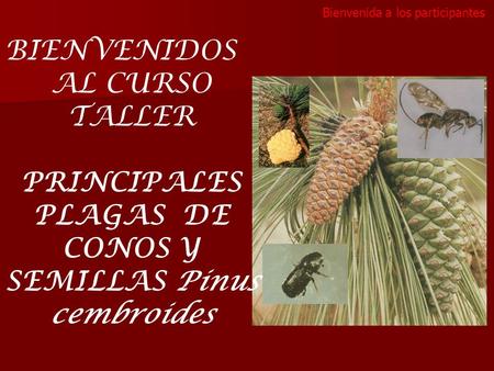 PRINCIPALES PLAGAS DE CONOS Y SEMILLAS Pinus cembroides