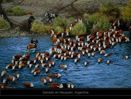 Ganado en Neuquén, Argentina