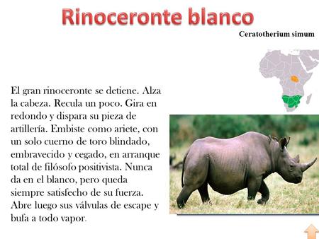Ceratotherium simum El gran rinoceronte se detiene. Alza la cabeza. Recula un poco. Gira en redondo y dispara su pieza de artillería. Embiste como ariete,