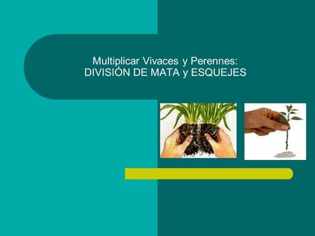 Multiplicar Vivaces y Perennes: DIVISIÓN DE MATA y ESQUEJES