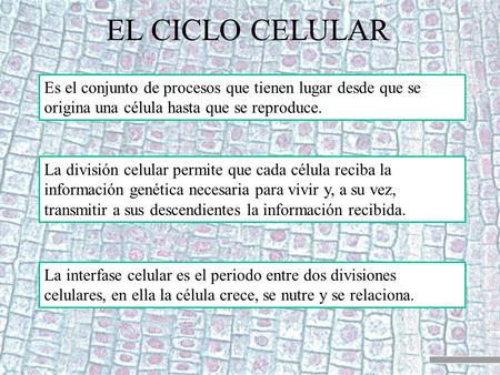 EL CICLO CELULAR Es el conjunto de procesos que tienen lugar desde que se origina una célula hasta que se reproduce. La división celular permite que cada.