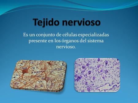 Tejido nervioso Es un conjunto de células especializadas presente en los órganos del sistema nervioso.