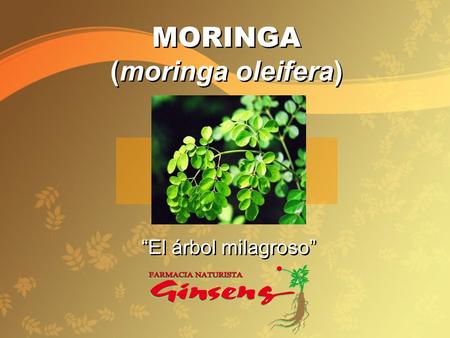 MORINGA (moringa oleifera)