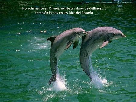 No solamente en Disney, existe un show de delfines.....