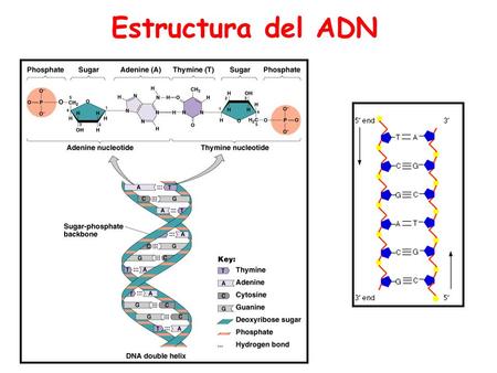 Estructura del ADN.