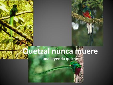 Quetzal nunca muere una leyenda quiché