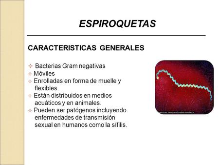 ESPIROQUETAS CARACTERISTICAS GENERALES Bacterias Gram negativas