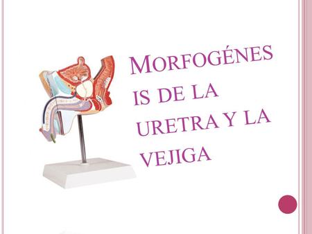 Morfogénesis de la uretra y la vejiga