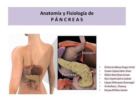Anatomía y Fisiología de