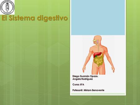 El Sistema digestivo Diego Guzmán Opazo. Angela Rodríguez Curso: 8ªA