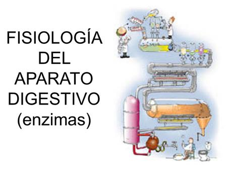 FISIOLOGÍA DEL APARATO DIGESTIVO (enzimas)