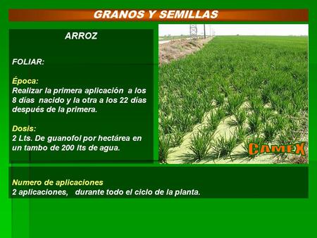 GRANOS Y SEMILLAS ARROZ FOLIAR: Época: Realizar la primera aplicación a los 8 días nacido y la otra a los 22 días después de la primera. Dosis: 2 Lts.