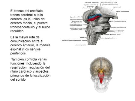 El tronco del encéfalo, tronco cerebral o tallo cerebral es la unión del cerebro medio, el puente troncoencefálico y el bulbo raquídeo. Es la mayor ruta.