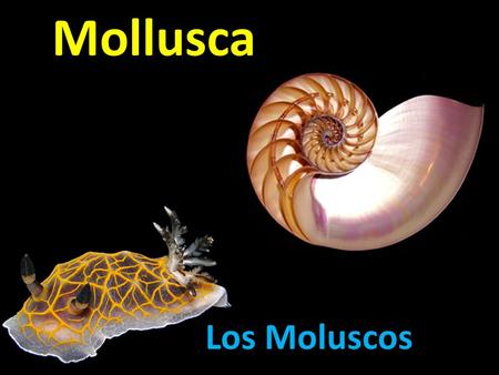 Mollusca Los Moluscos.