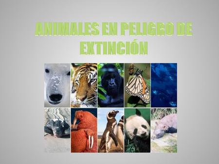 ANIMALES EN PELIGRO DE EXTINCIÓN