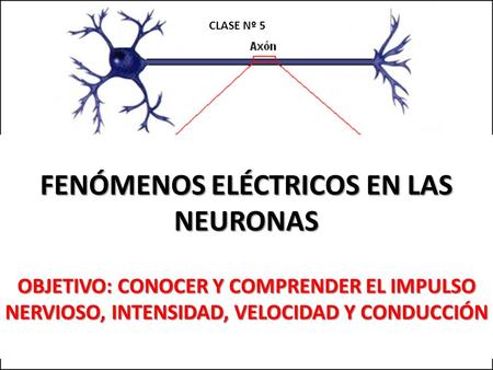 FENÓMENOS ELÉCTRICOS EN LAS NEURONAS