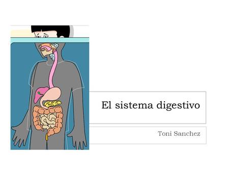 El sistema digestivo Toni Sanchez.