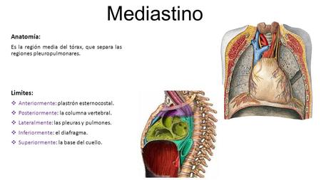 Mediastino Anatomía: Limites: