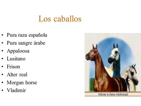 Los caballos Pura raza española Pura sangre árabe Appaloosa Lusitano