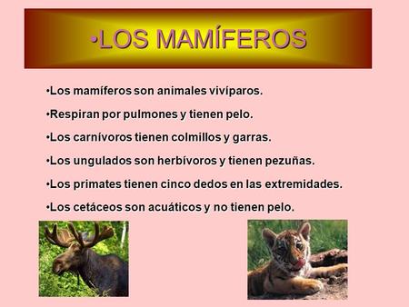 LOS MAMÍFEROS Los mamíferos son animales vivíparos.