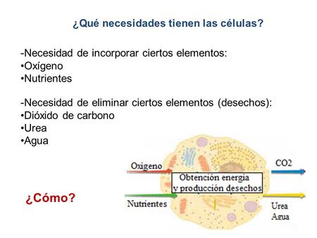 ¿Cómo? ¿Qué necesidades tienen las células?