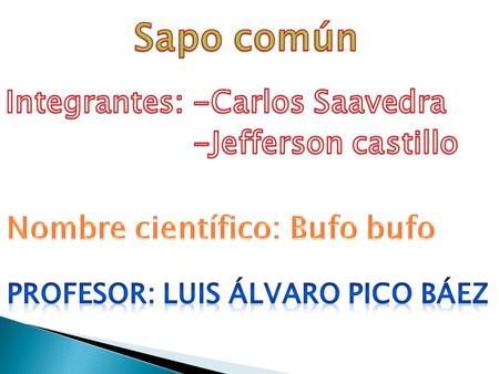 Sapo común Integrantes: -Carlos Saavedra -Jefferson castillo