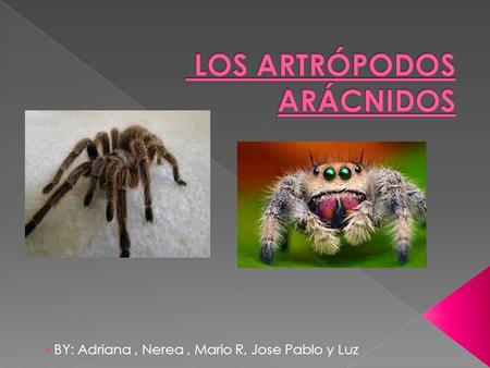 BY: Adriana, Nerea, Mario R, Jose Pablo y Luz.  Invertebrados  Ovíparos  Tienen el cuerpo y las ocho patas articuladas  Tienen el cuerpo dividido.