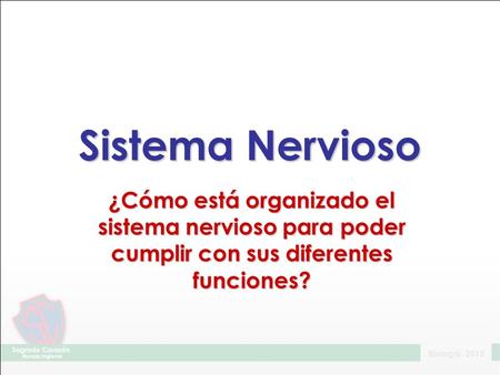 Sistema Nervioso ¿Cómo está organizado el sistema nervioso para poder cumplir con sus diferentes funciones?
