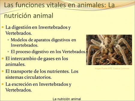 Las funciones vitales en animales: La nutrición animal