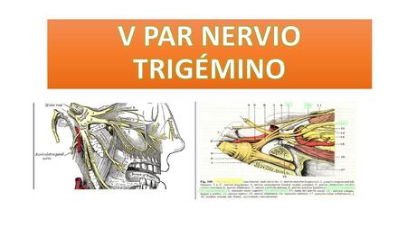 V PAR NERVIO TRIGÉMINO.