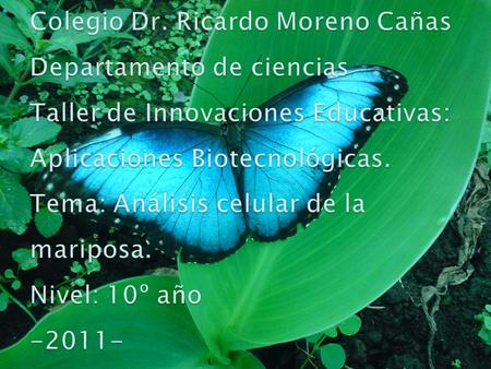 Muestras de células de mariposas. Tejido utilizable: Patas, antenas, tórax. Tubos de ensayo de 1,5 ml. Equipo para su adecuada manipulación. Alcohol.