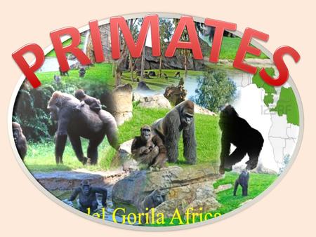 PRIMATES.