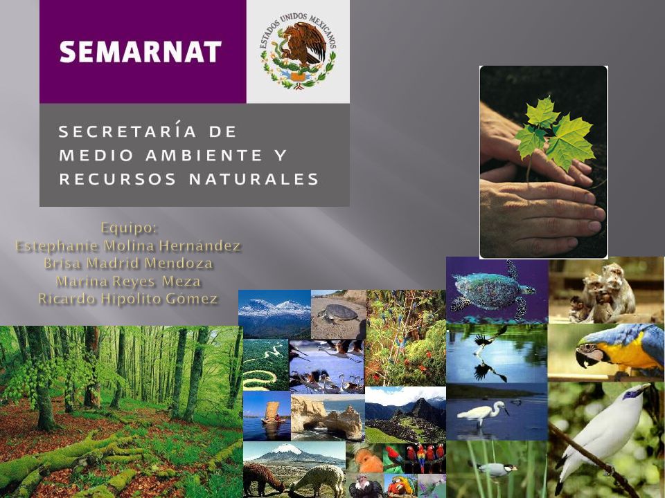 Conoce la SEMARNAT La Secretaría de Medio Ambiente y Recursos Naturales  (SEMARNAT) es la dependencia de gobierno que tiene como propósito  fundamental. - ppt descargar