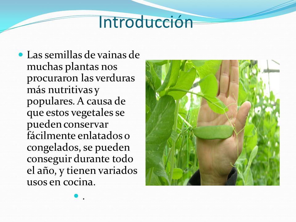 Introducción Las semillas de vainas de muchas plantas nos procuraron las  verduras más nutritivas y populares. A causa de que estos vegetales se  pueden. - ppt descargar